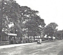 road trees person walking bus stop black and white