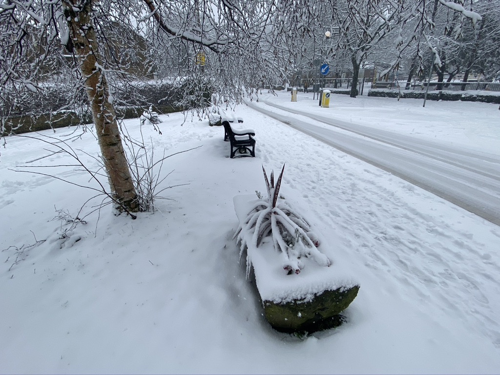 Planters with a cordyline plant in covered in snow