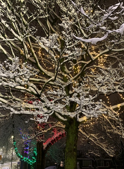 Tree covered in snow at night 